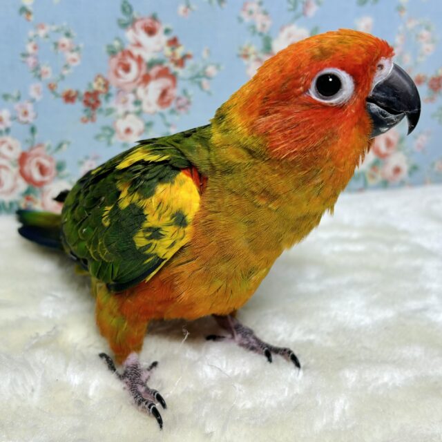 コガネメキシコインコ