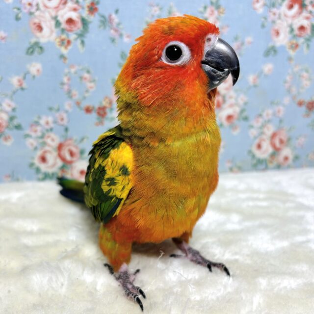コガネメキシコインコ