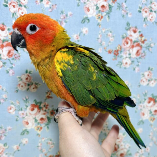 コガネメキシコインコ