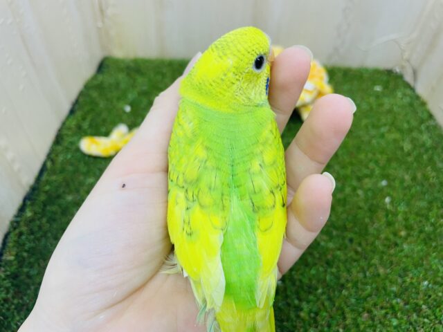 セキセイインコ