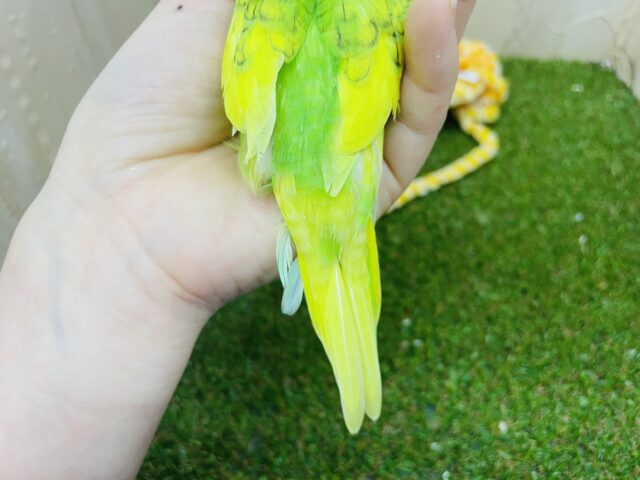 セキセイインコ