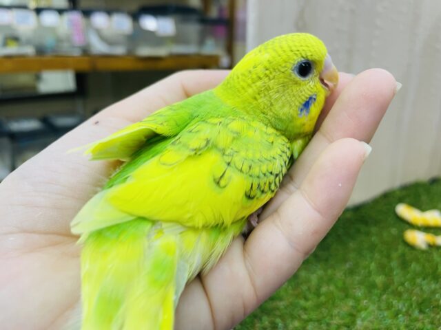 セキセイインコ