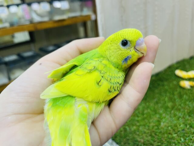 セキセイインコ