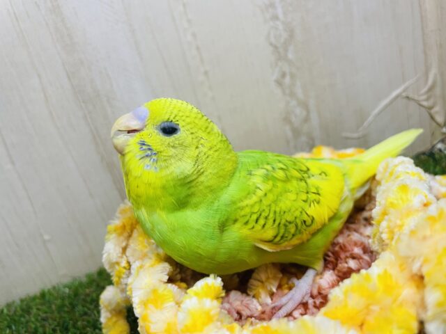 セキセイインコ