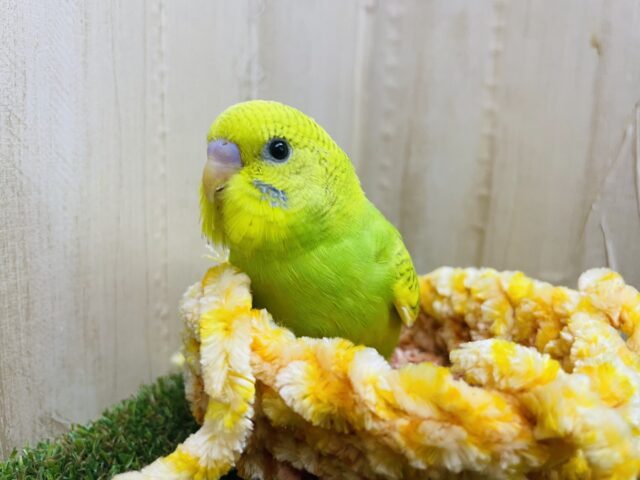 セキセイインコ