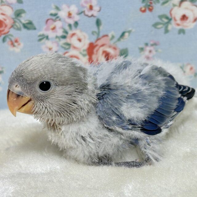 コザクラインコ（小桜インコ）