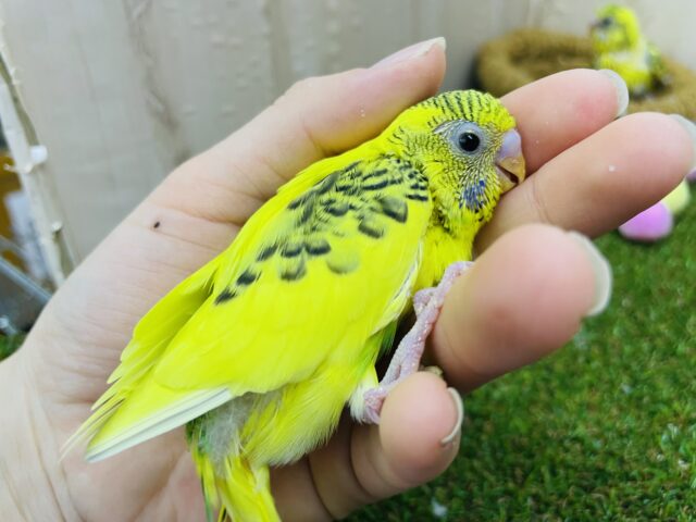 セキセイインコ