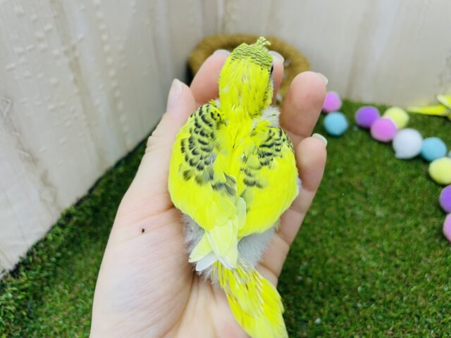 セキセイインコ