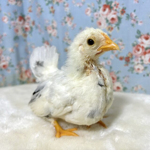 桂チャボ（カツラチャボ）