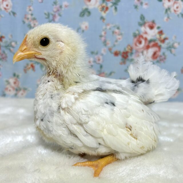 桂チャボ（カツラチャボ）