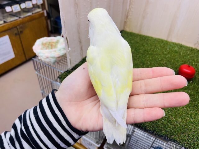 コザクラインコ（小桜インコ）