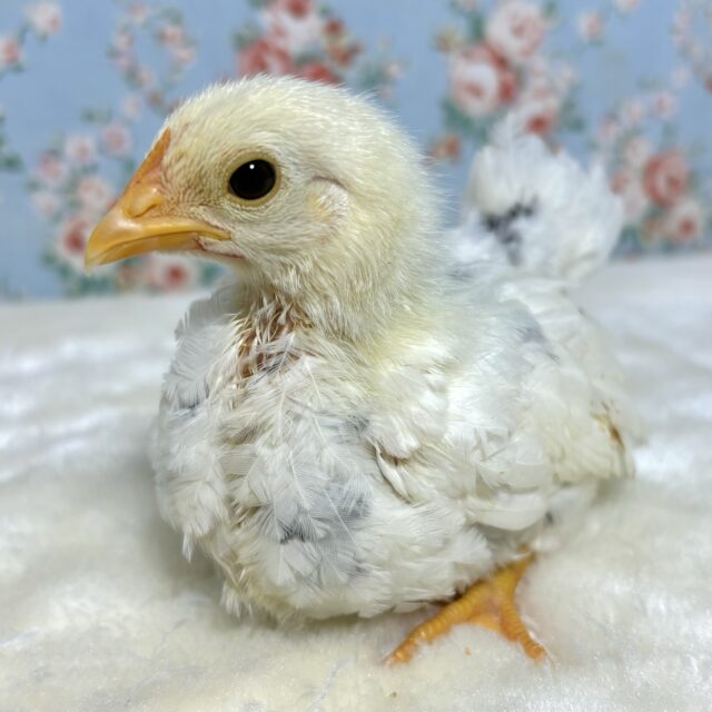 チャボ & ウコッケイ ヒヨコ登場‼️🐤🐦🐤🐦 桂チャボ(カツラチャボ)