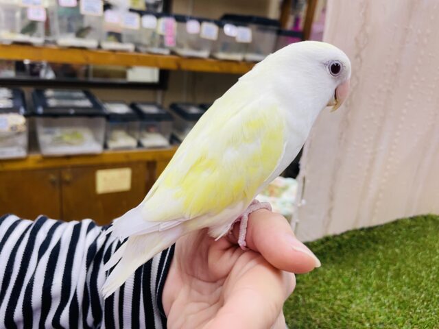 コザクラインコ（小桜インコ）