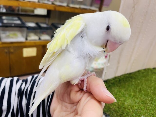 コザクラインコ（小桜インコ）