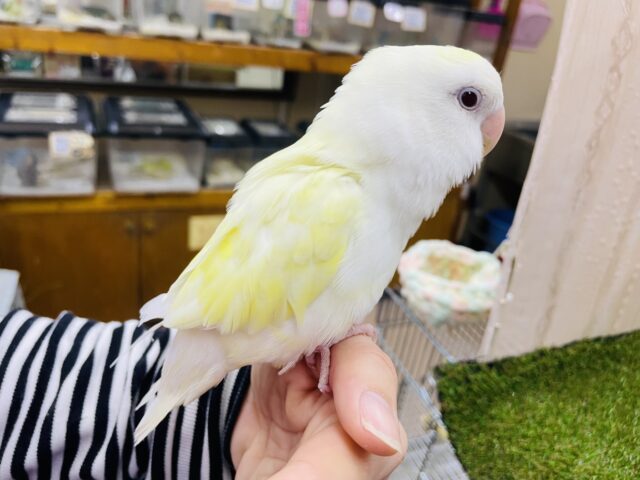 コザクラインコ（小桜インコ）