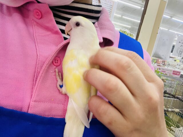 コザクラインコ（小桜インコ）