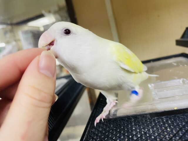 コザクラインコ（小桜インコ）