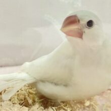 ✨️最新画像✨️ふわふわマシュマロなの‪‎🤍*。 白文鳥 2023年12月生まれ