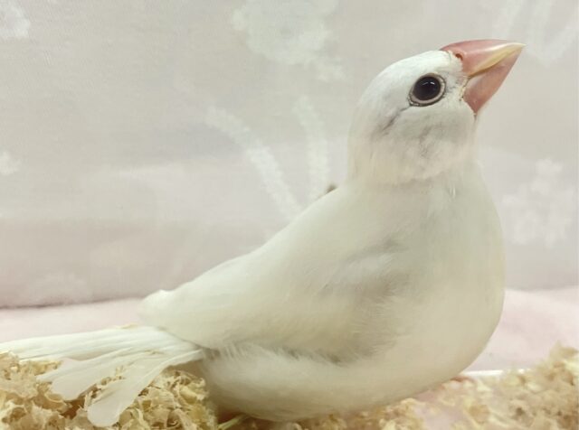 ✨️最新画像✨️ふわふわマシュマロなの🤍*。 白文鳥 2023年12月生まれ 白文鳥
