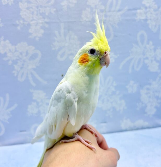 立派なトサカ💛オカメインコ(ルチノー) 2023年10月生まれ オカメインコ