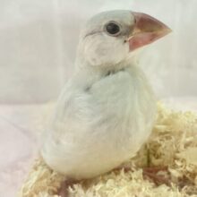 ✨️最新画像✨️ほんわかくるりん➰‪‪🩶シルバー文鳥2023年12月生まれ