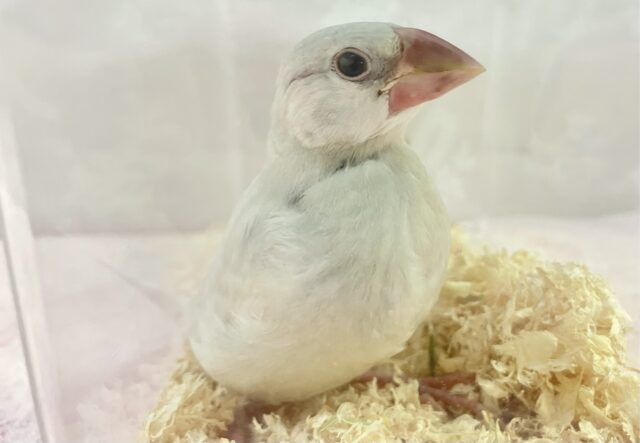 ✨️最新画像✨️ほんわかくるりん➰‪‪🩶シルバー文鳥2023年12月生まれ