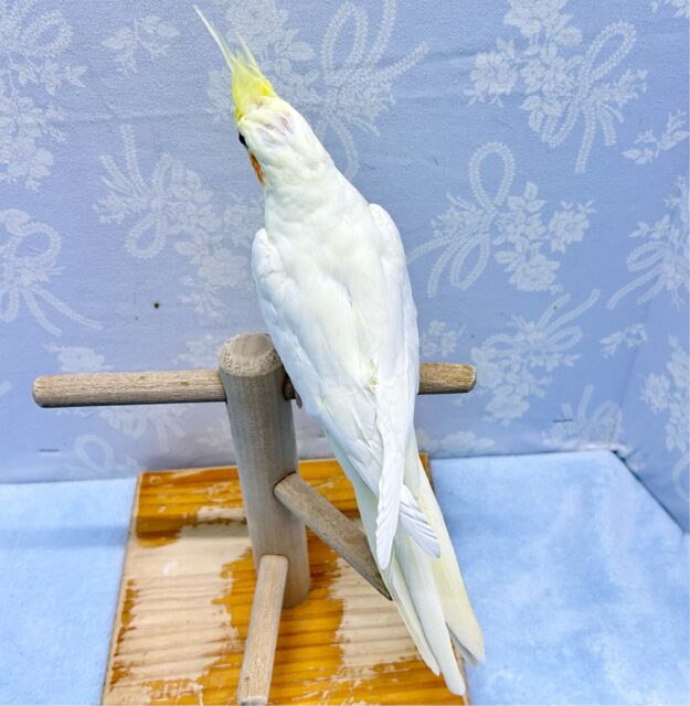 立派なトサカ💛オカメインコ(ルチノー) 2023年10月生まれ オカメインコ