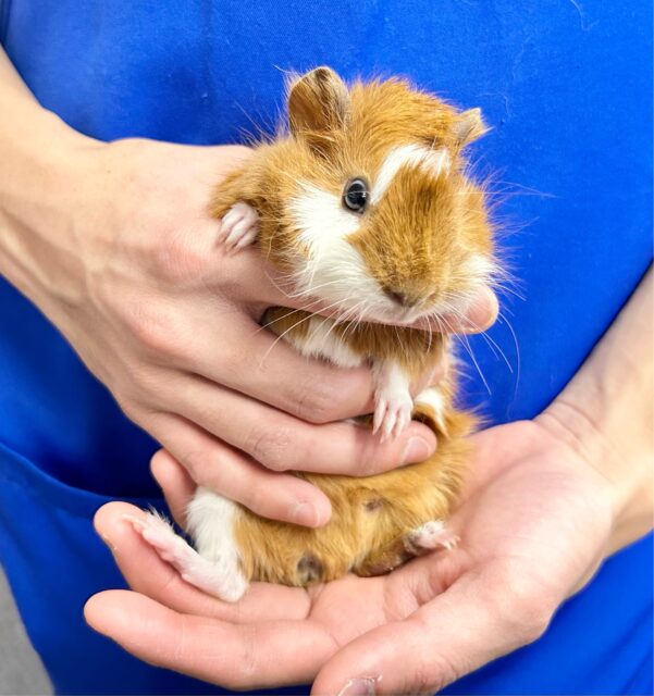 ぬいぐるみみたい🧡モルモット巻き毛(2色) 女の子2023年12月生まれ アビシニアンモルモット