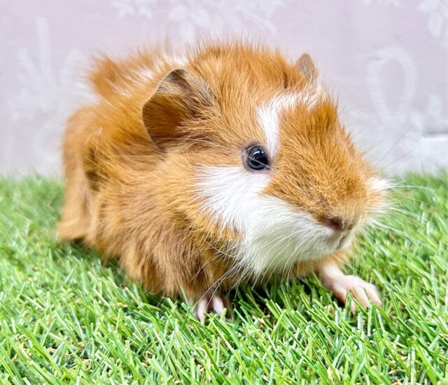 ぬいぐるみみたい🧡モルモット巻き毛(2色) 女の子2023年12月生まれ アビシニアンモルモット