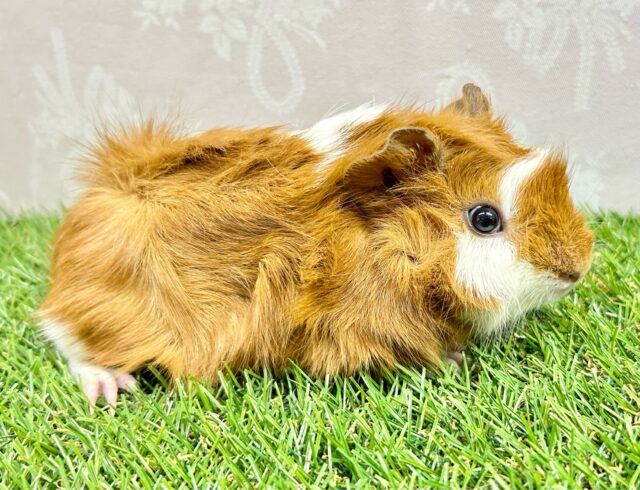 ぬいぐるみみたい🧡モルモット巻き毛(2色) 女の子2023年12月生まれ アビシニアンモルモット