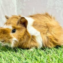 ぬいぐるみみたい🧡モルモット巻き毛(2色)  女の子2023年12月生まれ