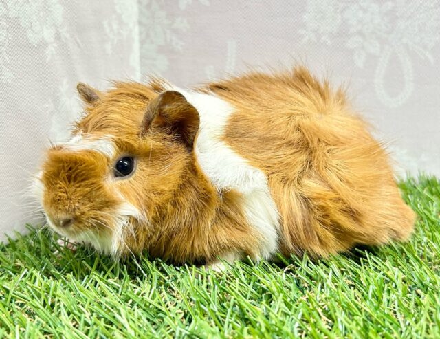 ぬいぐるみみたい🧡モルモット巻き毛(2色) 女の子2023年12月生まれ