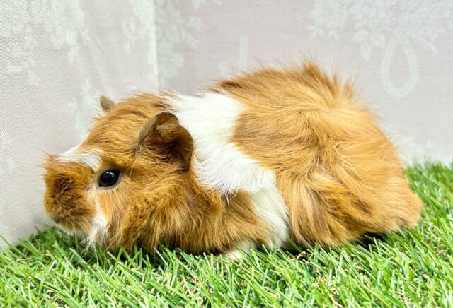 ぬいぐるみみたい🧡モルモット巻き毛(2色) 女の子2023年12月生まれ アビシニアンモルモット