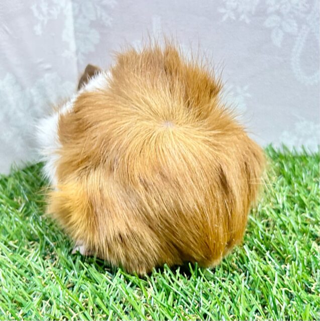 アビシニアンモルモット