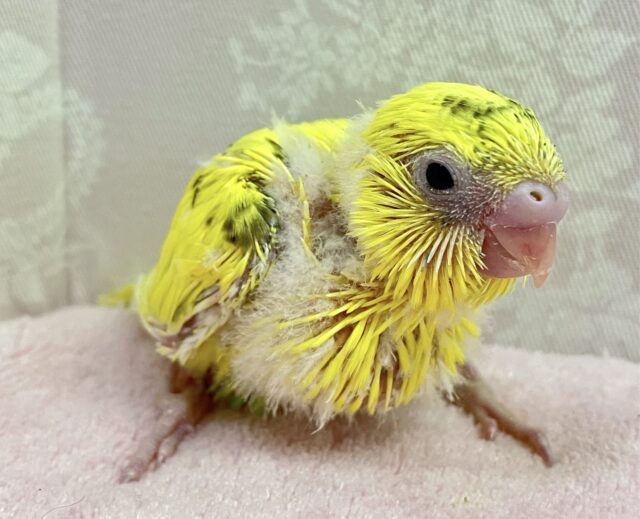 セキセイインコ