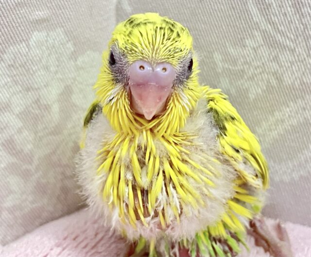 セキセイインコ