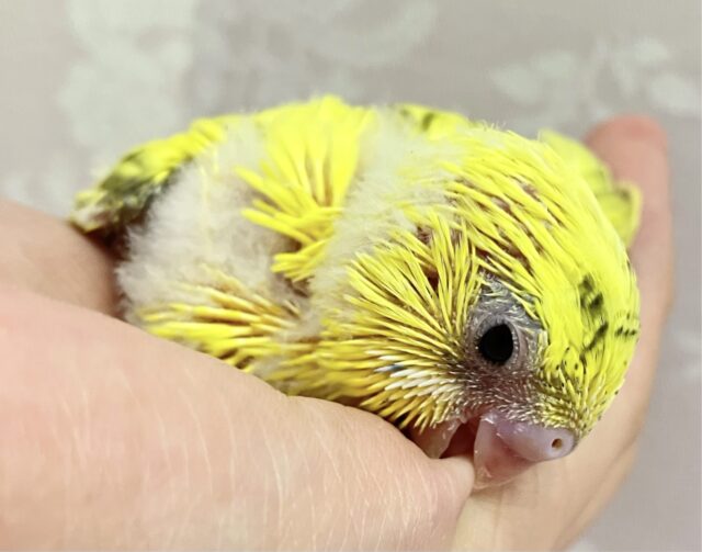 ニッコリ笑顔でみんなトリコじゃ〜!!😍セキセイインコ イエローハルクイン (2024年1月生まれ) セキセイインコ