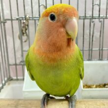 人気のピンク系♡セキセイインコ(ライラック)☆