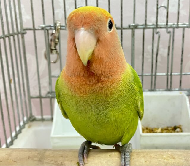 ✨最新画像✨️温かいフルーツティーはいかが〜？😚  コザクラインコ