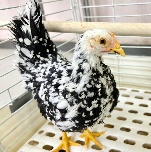 碁石チャボ（ゴイシチャボ）