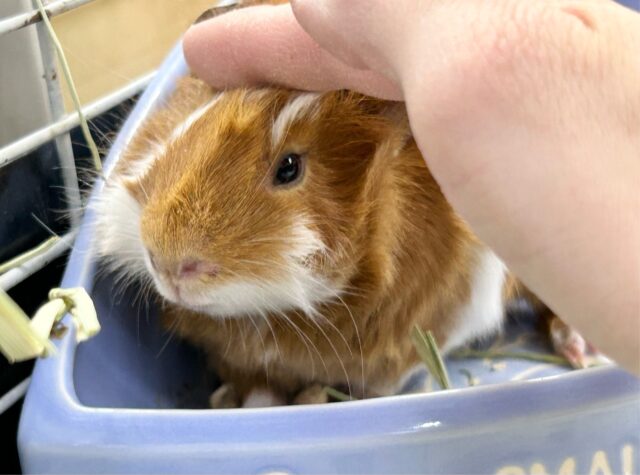 ぬいぐるみみたい🧡モルモット巻き毛(2色) 女の子2023年12月生まれ アビシニアンモルモット