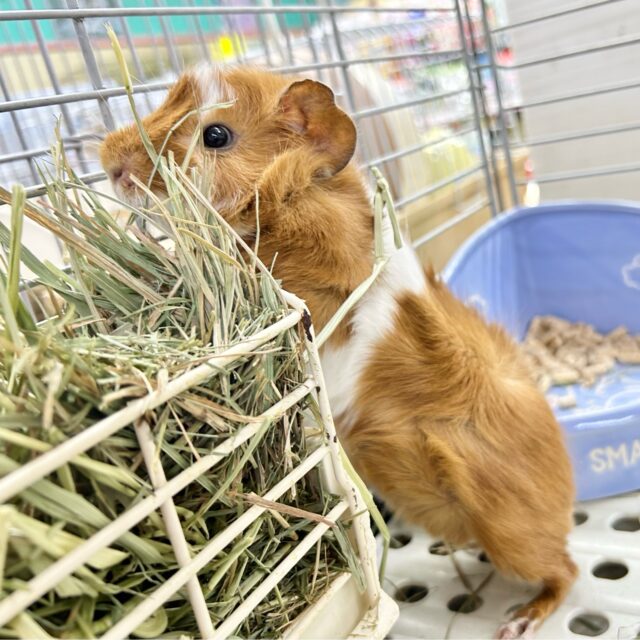 アビシニアンモルモット