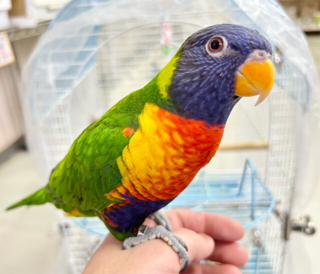 最新画像！カラフル💙❤️ゴシキセイイガイインコ2021年12月生まれ