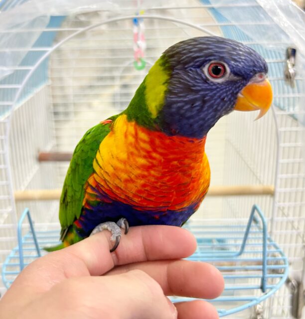 ゴシキセイガイインコ