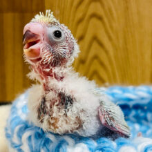 どんな子に成長するかなっ？♡セキセイインコ ヒナ