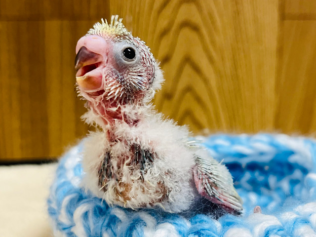 どんな子に成長するかなっ？♡セキセイインコ ヒナ