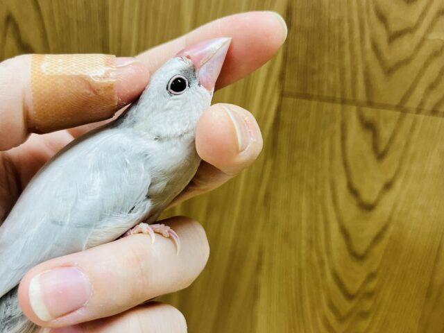 最新画像更新  】実はなでなで好きなんです♡シルバー文鳥