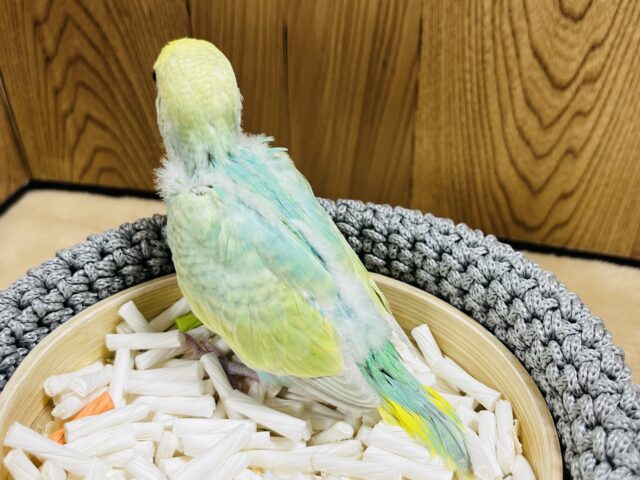 セキセイインコ