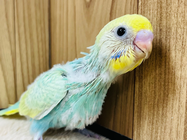 キラキラ光るエメラルドグリーンが美しい✨セキセイインコ(パステルカラーレインボー) ヒナ