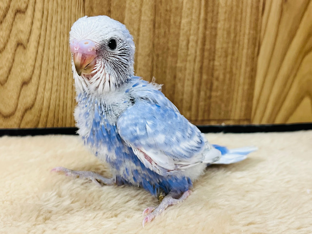 カメラを向けたらモデルに変身！？セキセイインコ(スパングル) ヒナ